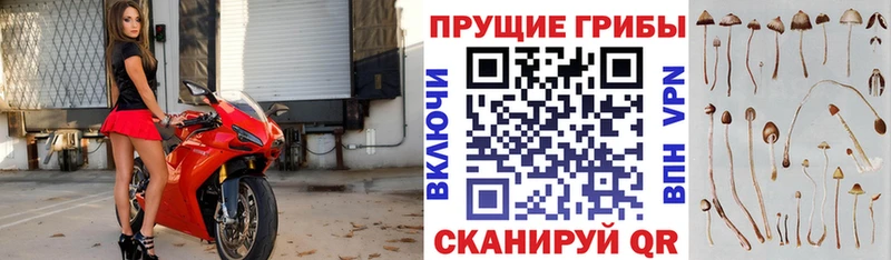 как найти Харабали Галлюциногенные грибы Psilocybe